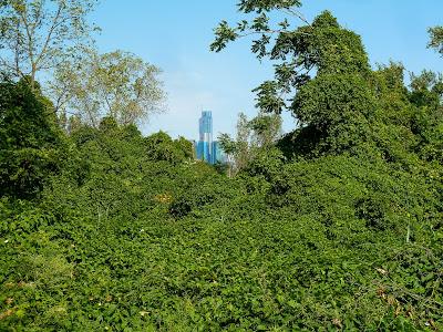 Into the jungle: Yesterday's walk in Liberty State Park