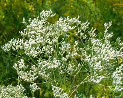 Into the jungle: Yesterday's walk in Liberty State Park