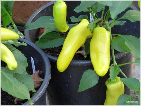 Chillis - a contrast in styles