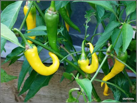 Chillis - a contrast in styles