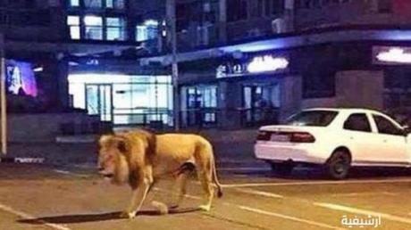 Saudi man arrested after he was caught taking lion on a stroll in Jeddah