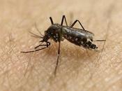 California Invasive Mosquitoes Plunge Deeper