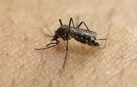 California : Invasive Mosquitoes Plunge Deeper