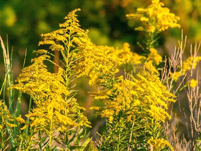 Wild flowers from yesterday's shoot