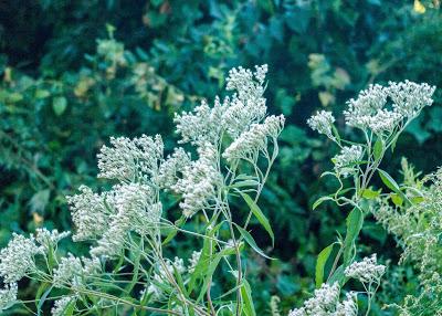 Wild flowers from yesterday's shoot