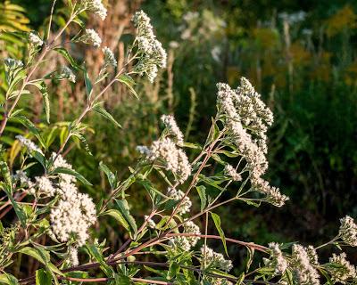 Friday Fotos: Variations in light and dark on 'natural' subjects