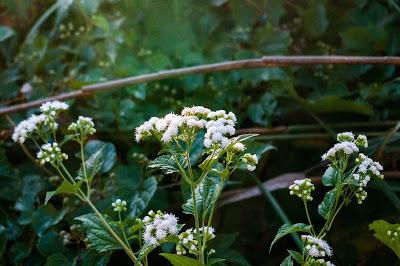 Friday Fotos: Variations in light and dark on 'natural' subjects