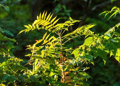 Friday Fotos: Variations in light and dark on 'natural' subjects