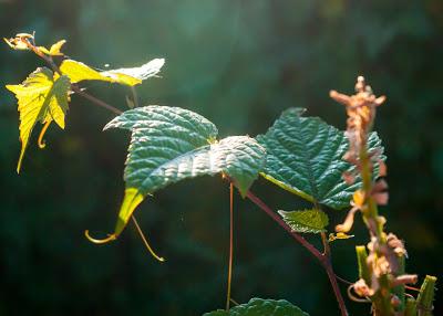 Friday Fotos: Variations in light and dark on 'natural' subjects