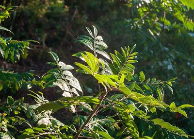 Friday Fotos: Variations in light and dark on 'natural' subjects