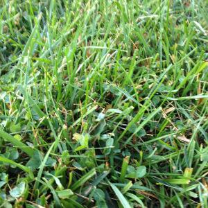 Grasses and Bans Grasses and Bans