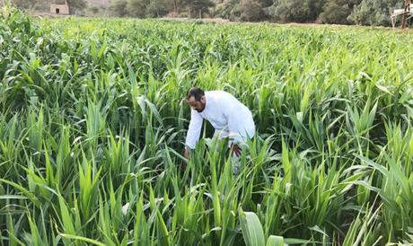 Nationalized Workforce: Parts of agriculture sector to only hire Saudis