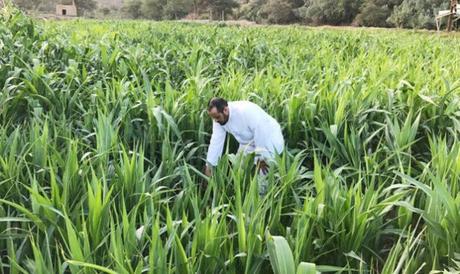 Nationalized Workforce: Parts of agriculture sector to only hire Saudis