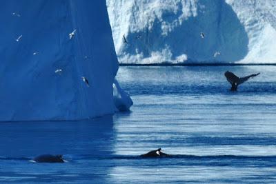 GETTING TO KNOW GREENLAND – PART 3: ILULISSAT, Guest Post by Caroline Hatton