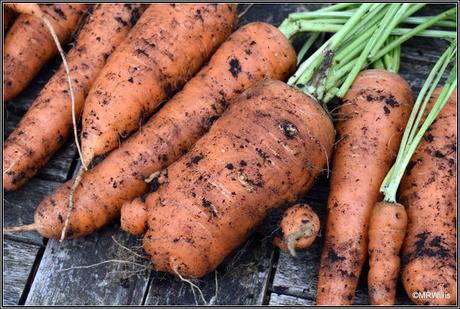 Maincrop carrots