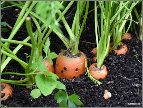 Maincrop carrots