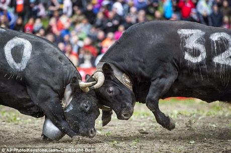 cow-fighting - not bulls !! ... not here, in Valais, Switzerland .. !