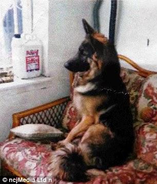 'smuggled truck' - Singam scene ..... burglary in place guarded by German shepherds