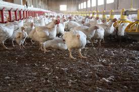 Poultry Waste incineration: UK versus around the globe