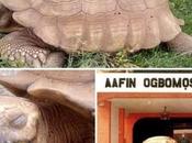 344-year-old Tortoise Soun Ogbomoso’s Palace Dead