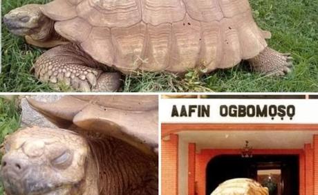 344-year-old Tortoise In Soun Of Ogbomoso’s Palace Is Dead