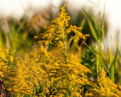 Friday fotos: Yellow pagodas