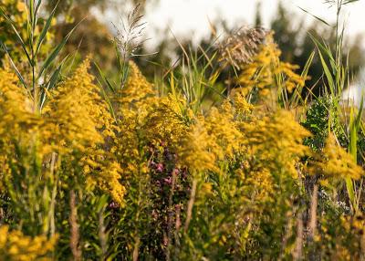 Friday fotos: Yellow pagodas