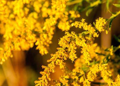 Friday fotos: Yellow pagodas