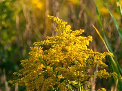 Friday fotos: Yellow pagodas