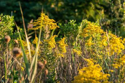 Friday fotos: Yellow pagodas