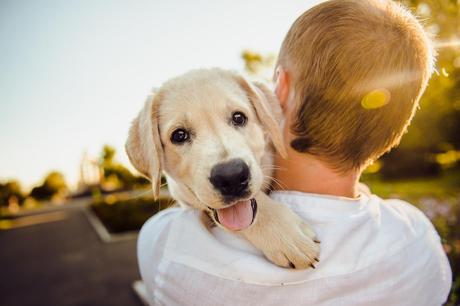 Dog Behaviors like Aggression and Fearfulness are linked to Breed Genetics- Finds Study