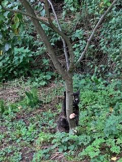 Tree Following October 2019 - hanging on