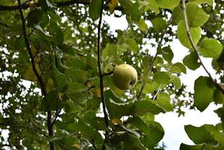 Tree Following October 2019 - hanging on