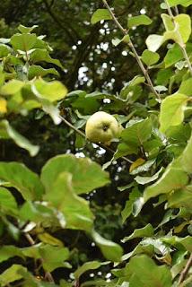 Tree Following October 2019 - hanging on