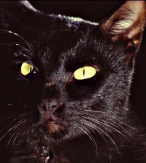 31 Days of Halloween: The Black Cat (1981)