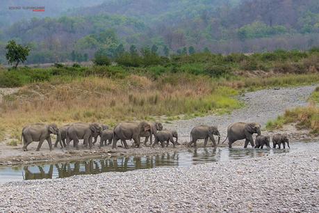 Elephant Herd from Corbett