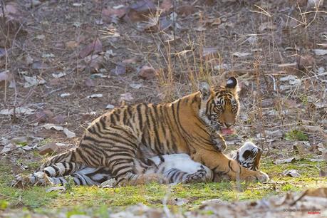 Tiger Cubs playing from Ranthambore