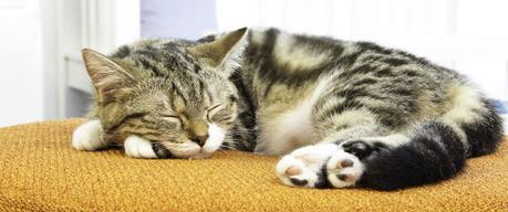 How Many Hours A Day Do Cats Sleep? Why Do They Sleep So Much?