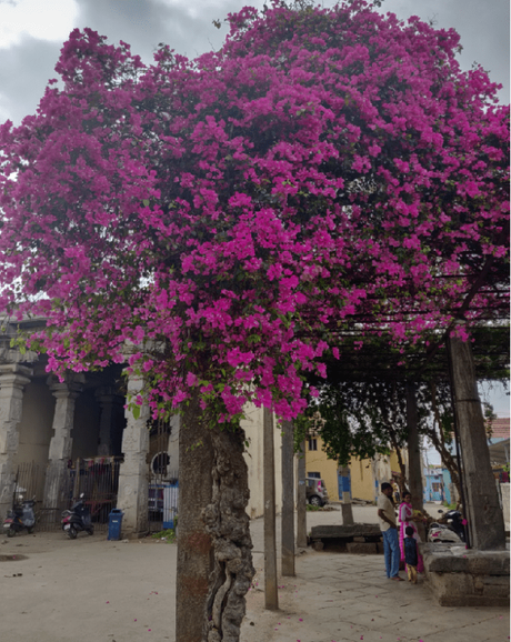 Photo essay: Aprameya Swamy Temple, Doddamallur, Channapatna