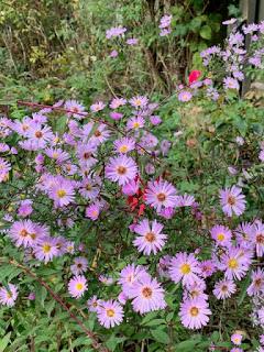 An unexpected gardening day