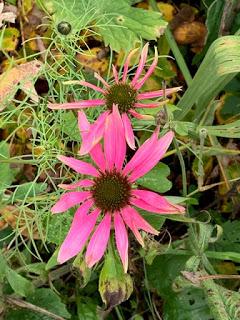 An unexpected gardening day