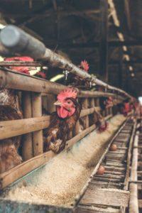 Poultry Production in Southeast Asia