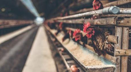 Poultry Production in the Caribbean