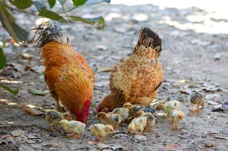 Poultry Production in the Caribbean