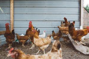 Poultry Production in North Africa and The Middle East