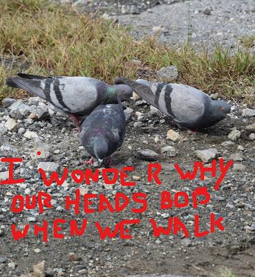 Pigeon Thoughts