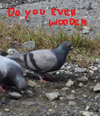 Pigeon Thoughts