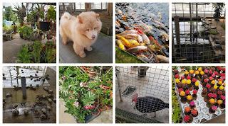 Fresh Produce at Lim Chu Kang