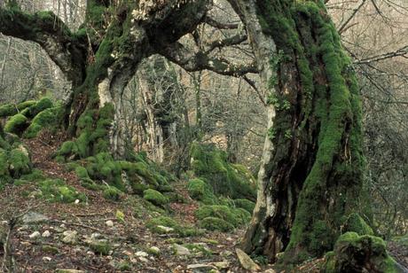 The flora of the Apennine-Lucan park, an extraordinarily rich nature.