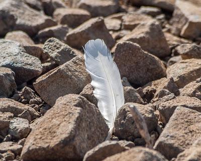 BAPC camping trip 5: After much trial and tribulation the Feather of Destiny is Found [you knew it would be]